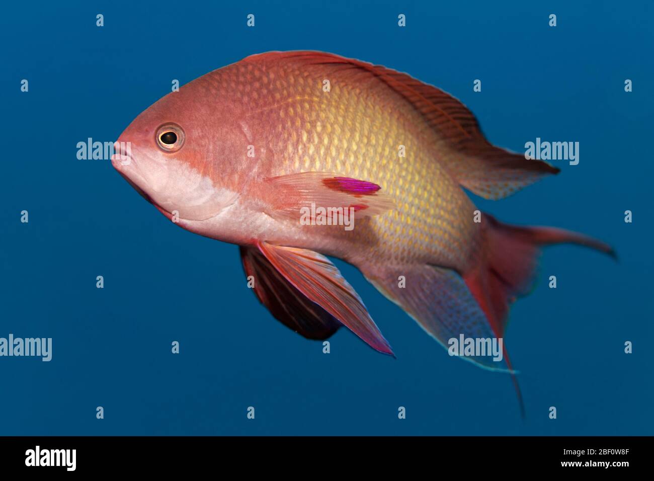 Page 2 - Ray Jordan High Resolution Stock Photography and Images - Alamy