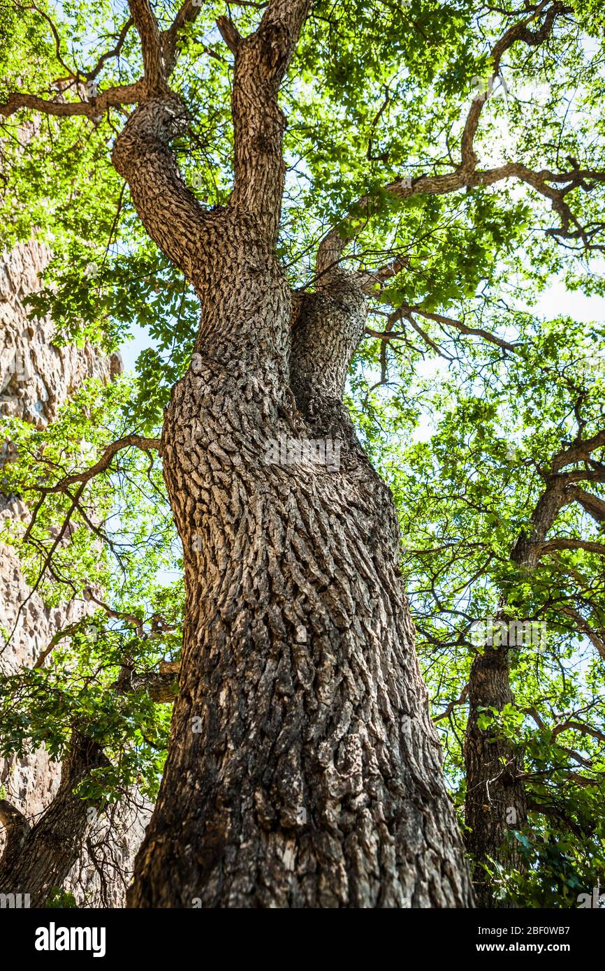 An Oregon White Oak tree in Tieton Canyon, Washington, USA. Stock Photo