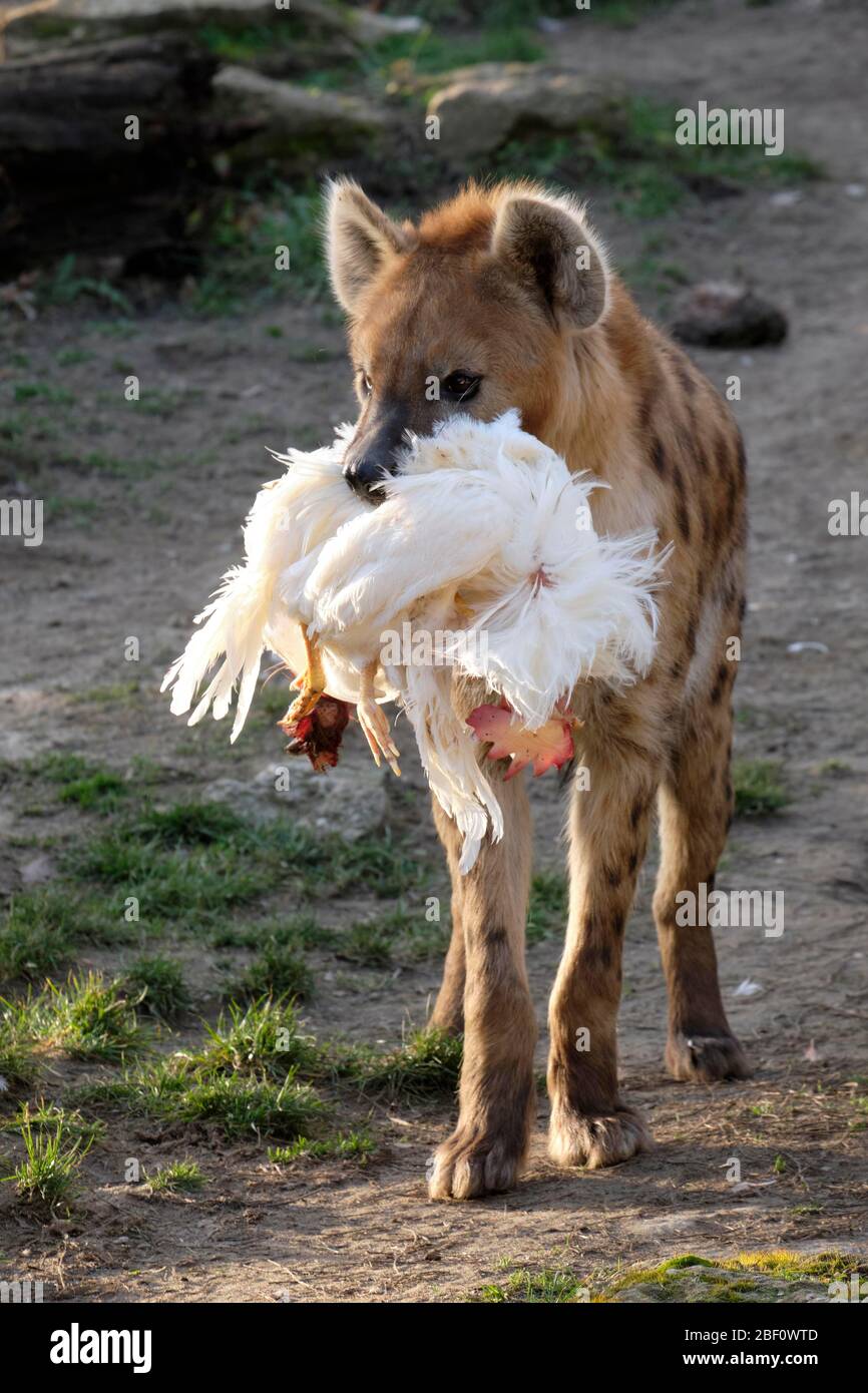 Spotted hyena (Crocuta crocuta), adult, with dead chicken in mouth, captive, Germany Stock Photo
