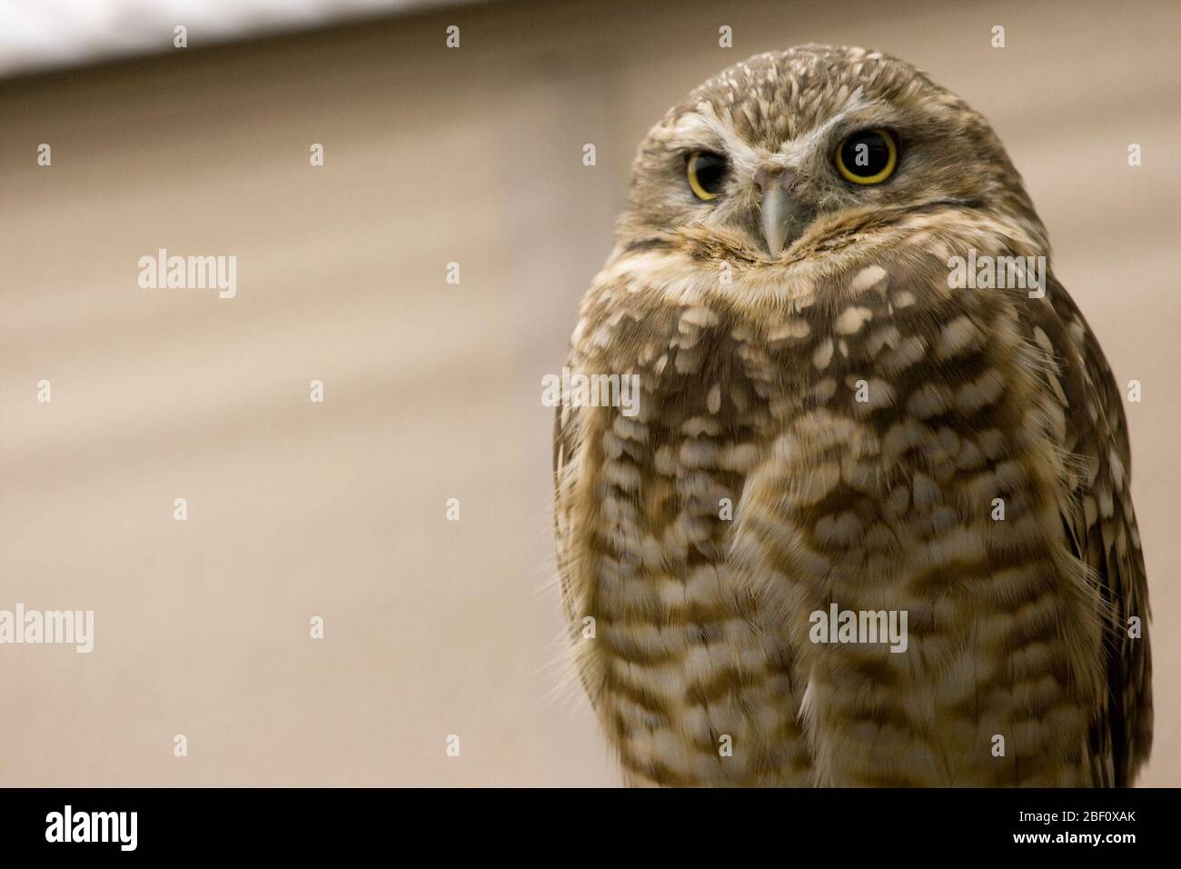 Burrowing Owl. Species: cunicularia,Genus: Athene,Family: Strigidae,Order: Strigiformes,Class: Aves,Phylum: Chordata,Kingdom: Animalia,adult,Bird,Owl Stock Photo