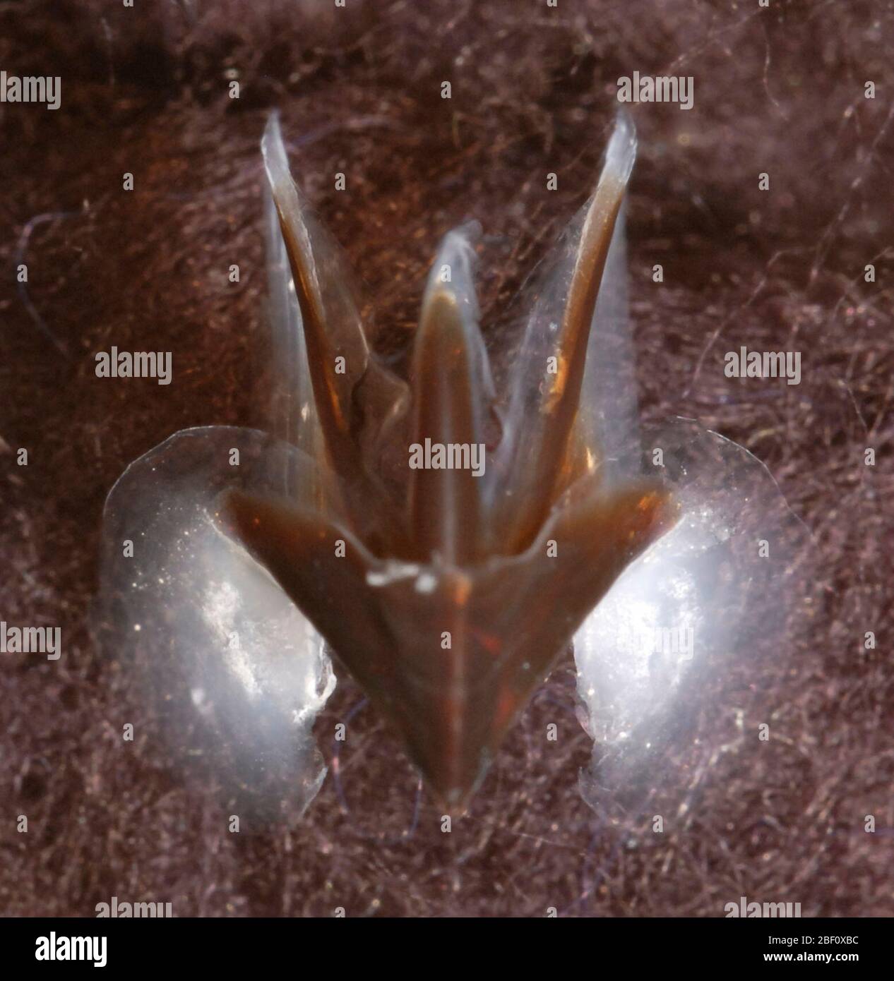 Lepidoteuthis grimaldii. Beak Image Note: Lepidoteuthis grimaldii, NMNH 730180, male, 180 mm ML, immature but with arm hook, South Atlantic at 39°53' S, 21° 33' W, WH 380-III-71 UB: URL - 4.59 mm to shoulder cup; 4.93 mm to SB; 5.61 mm to BS LB: LRL - 5.1 mm to shoulder a piece of the mantle was borrowed Stock Photo