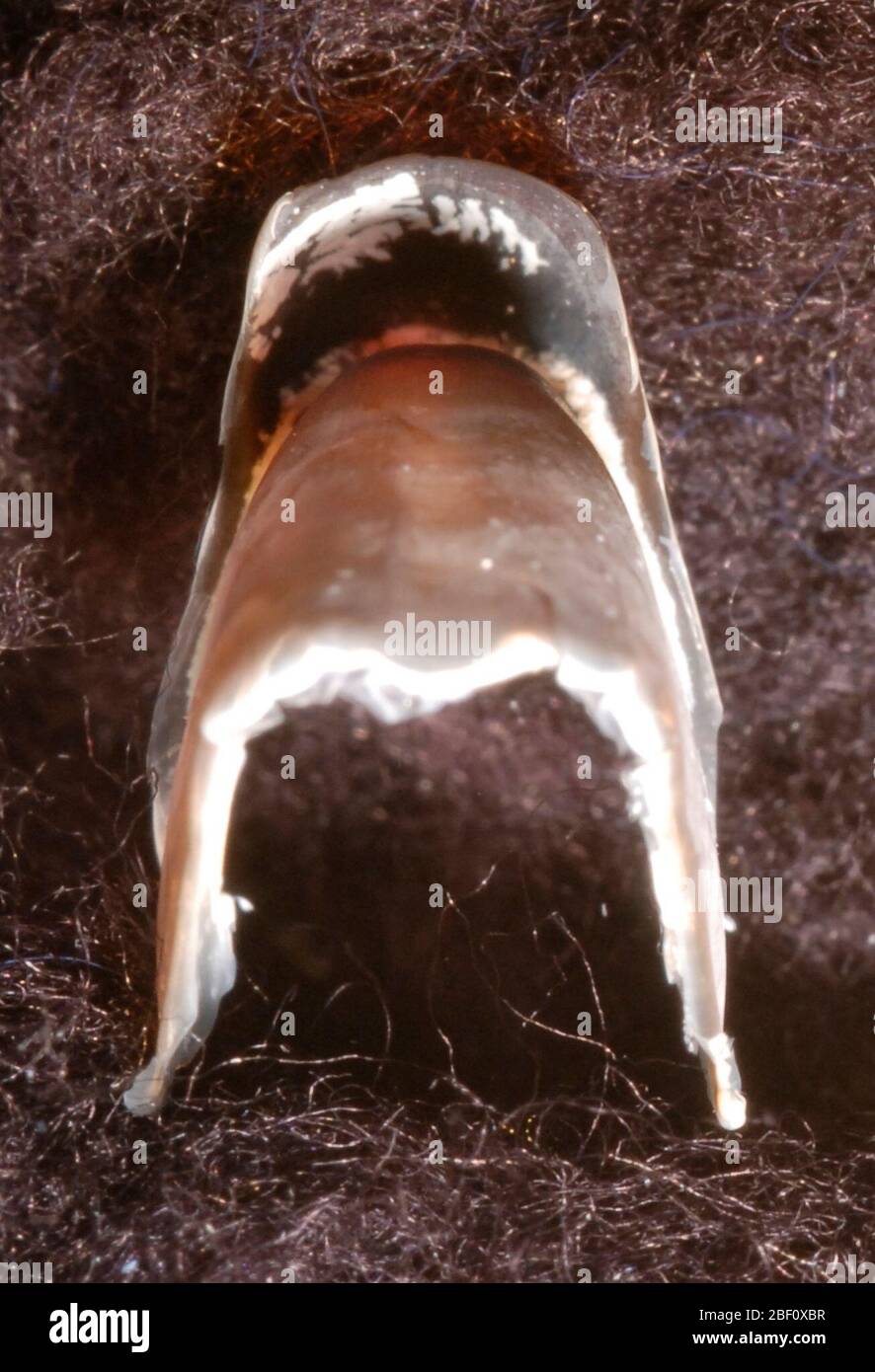 Grimpoteuthis boylei. Grimpoteuthis hoylei, paratype, NMNH 1013613, male, 48° 48'N, 16° 16'W, Porcupine Aabyssal Plain, Depth 4836-4839. Head width about 45 mm, Male?, Sta. 12930 UB: URL - 1.5 mm, HL - 7.65 mm, CL - 15.47 mm. LB: HL - 5.1 mm, CL - 9.35 mm3 Sep 2014129301 Stock Photo