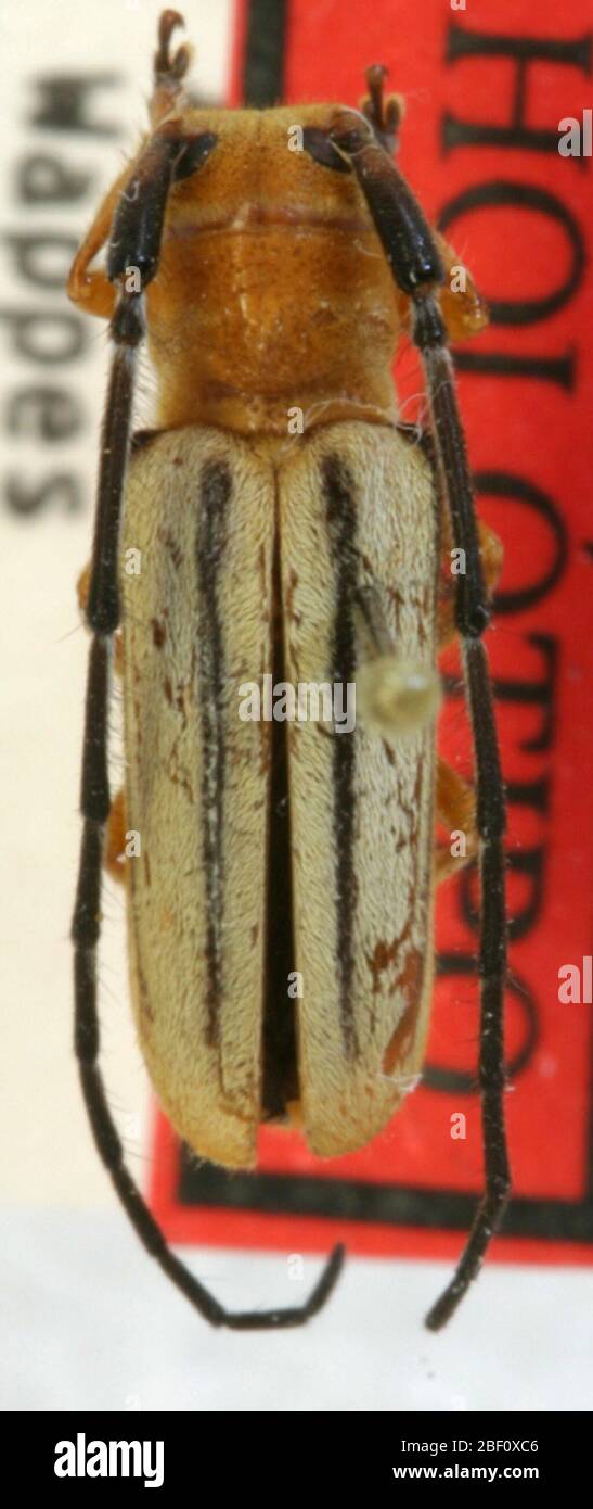 Adesmus nigrolineatus. 25 Sep 20131 Stock Photo