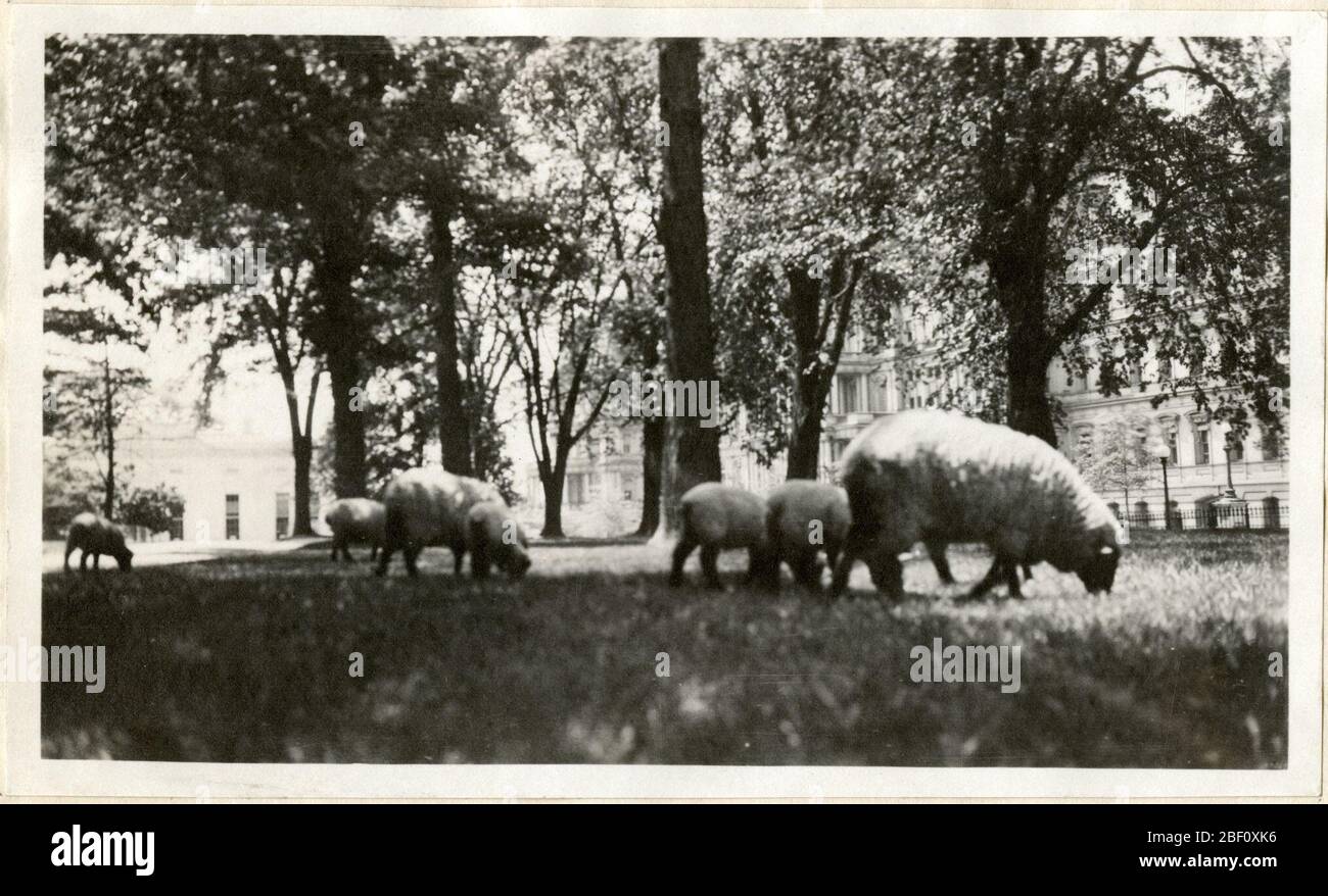 President Wilsons Sheep at the White House. During World War I, Woodrow and Edith Wilson kept a flock of sheep on the White House grounds to save costs to cut the grass. The wool was also auctioned off to raise money for the Red Cross.Smithsonian Institution Archives, Record Unit 7355, Martin A. Stock Photo