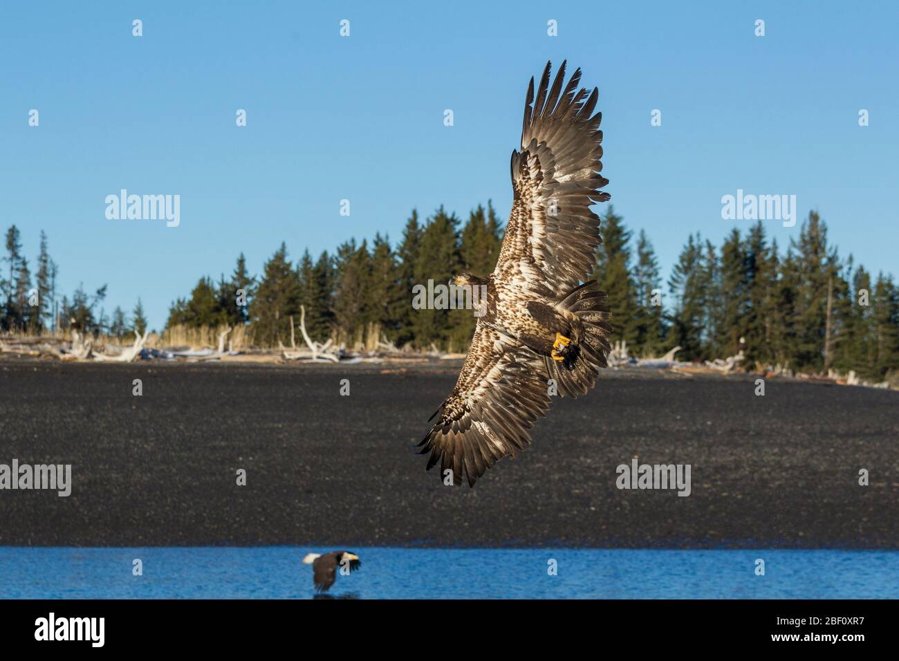 Juvenile bald eagle in Alaska Stock Photo