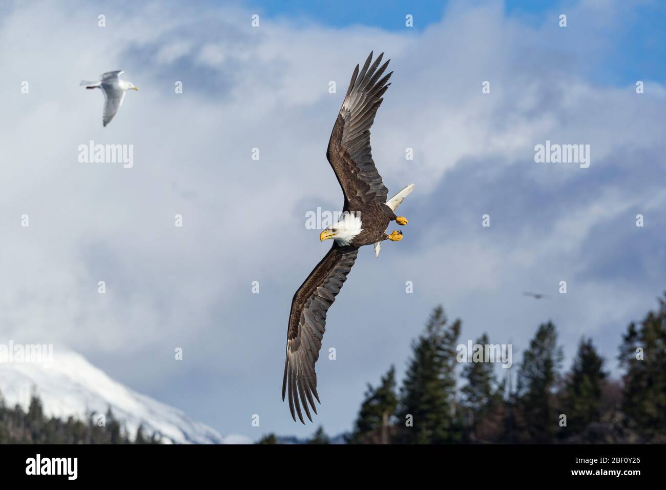 Bald eagle in Alaska Stock Photo
