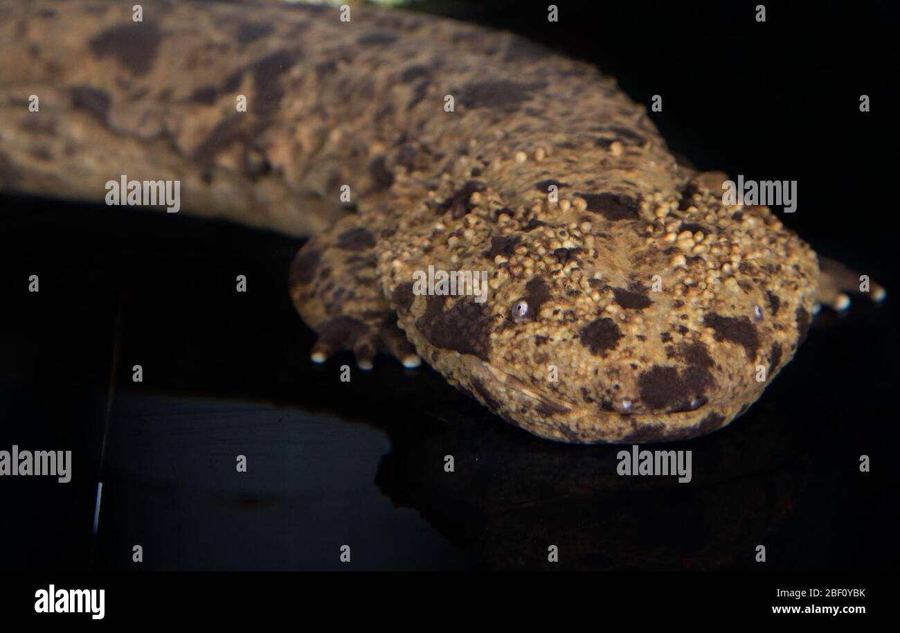 Japanese Giant Salamander. Species: japonicus,Genus: Andrias,Family: Cryptobranchidae,Order: Caudata,Class: Amphibia,Phylum: Chordata,Kingdom: Animalia,Amphibian Stock Photo