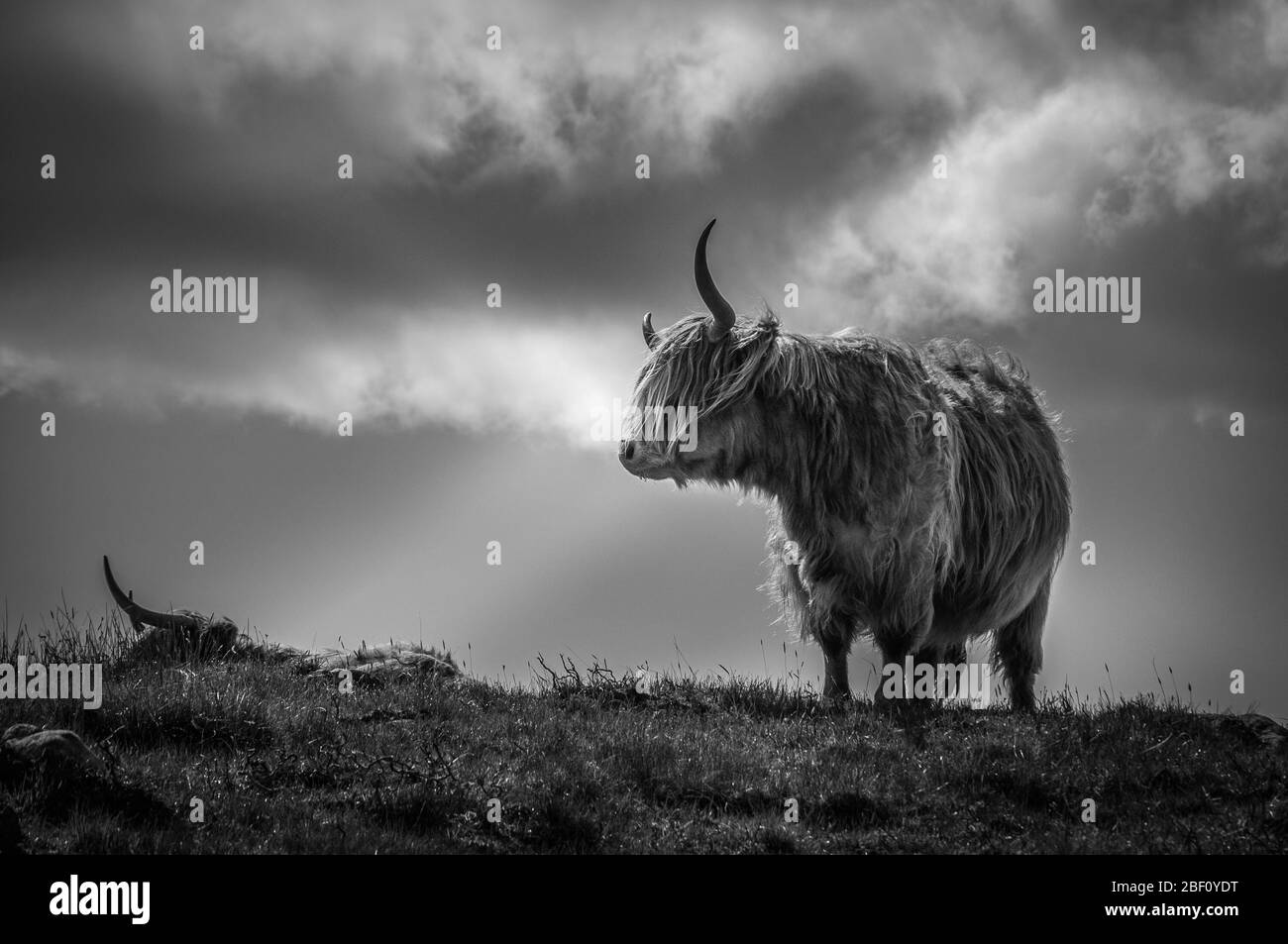 Black and white portrait of pair of highlander cows on a meadow in a windy day, Scotland. Concept: Scottish landscapes, typical farm animals, journey Stock Photo