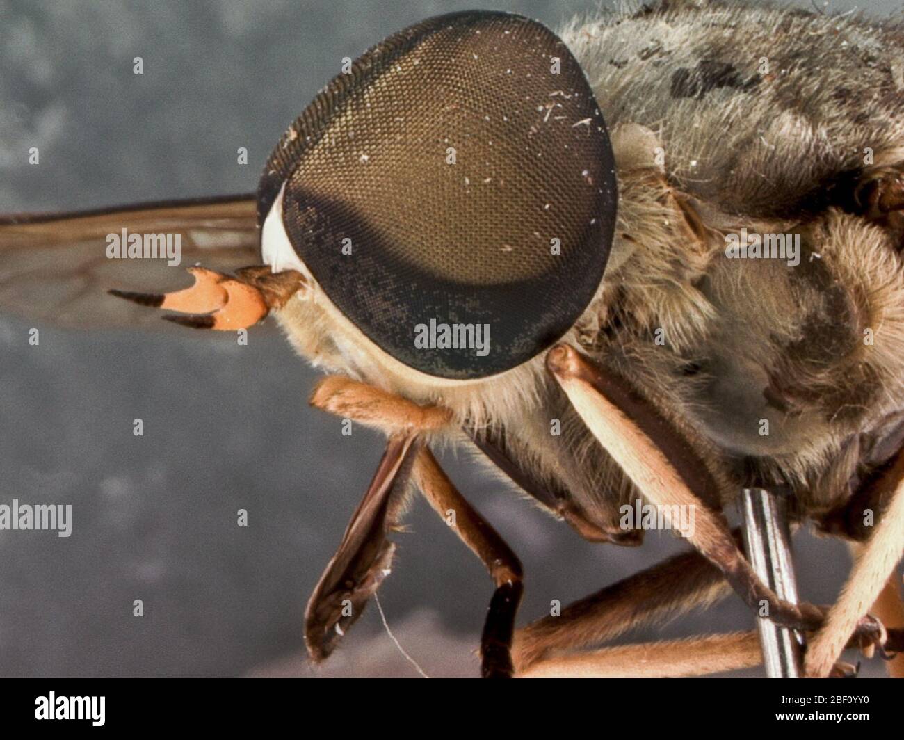 Tabanus trigonus. [Label 1] Tabanus trigonus Coq.; [Label 2] Japan ...