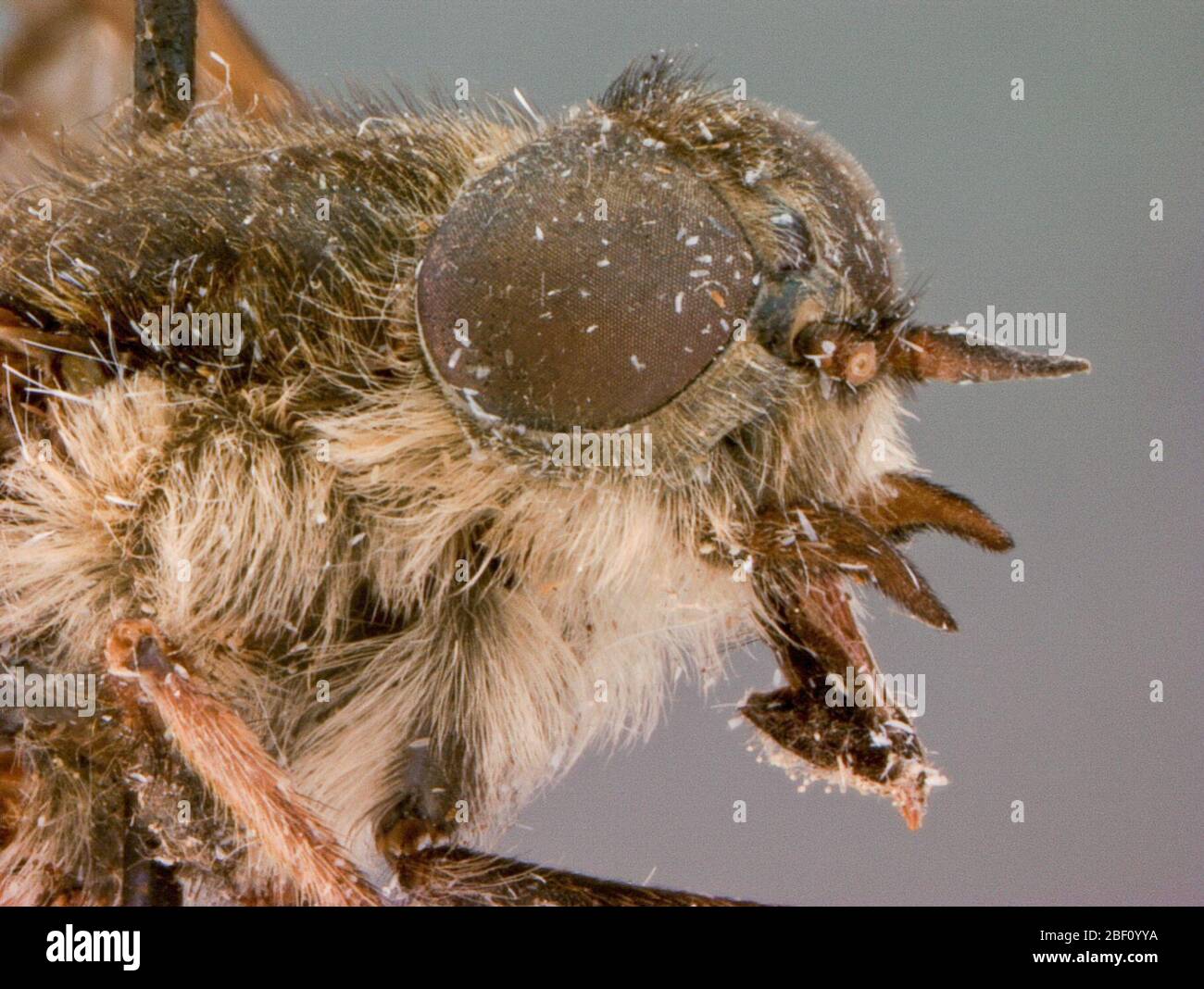 Hybomitra nola. Hybomitra nola Philip, n. sp. Fig. 3. A hairy, medium-sized black species with bright-orange-haired abdomen, wide front and wings with distinct, isolated clouds. Holotype #F, 15mm. Eyes distinctly hairy, 3 heavy bands and lower border purple on a green ground (relaxed). Stock Photo