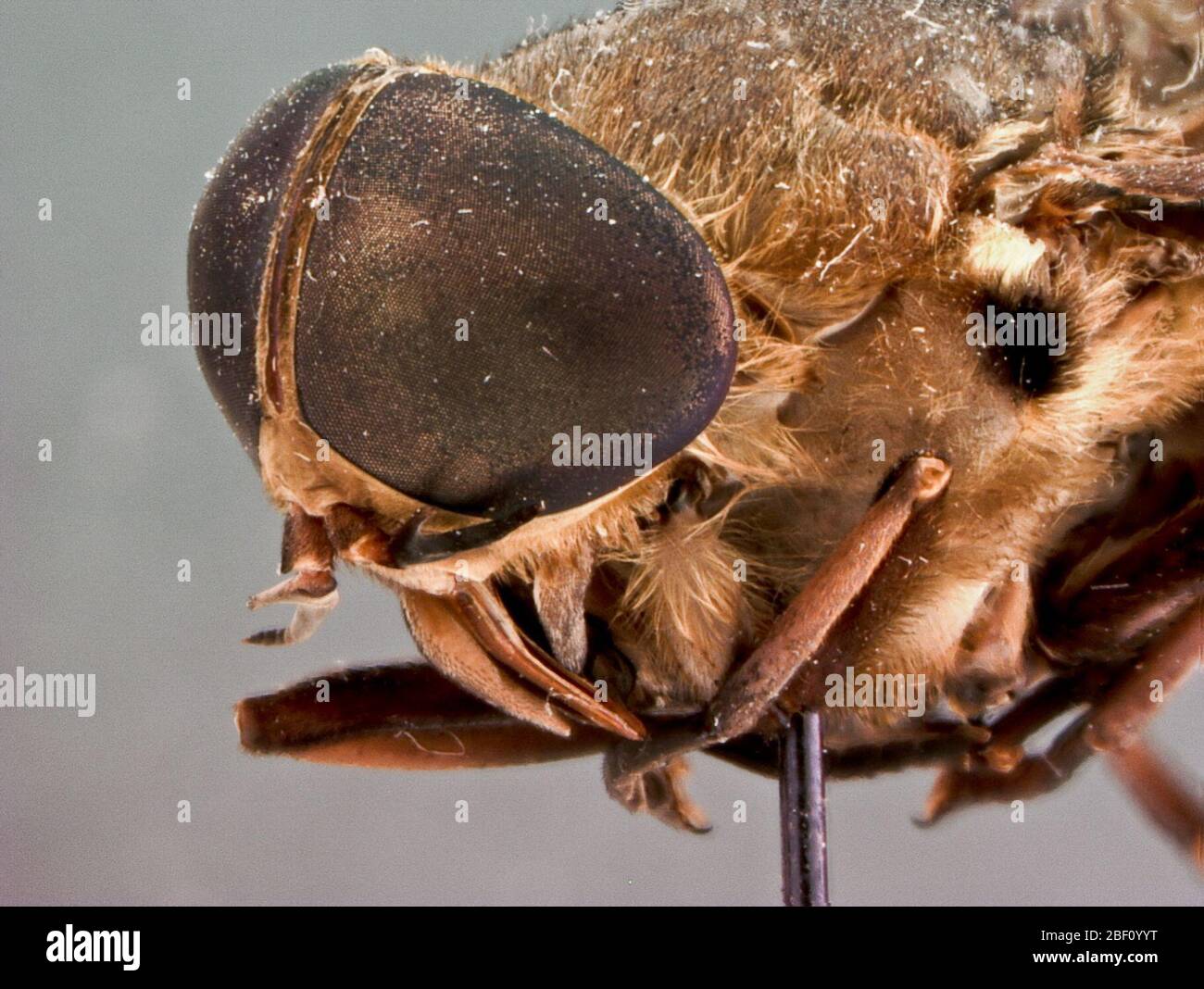 Tabanus punctipleura. Female Stock Photo - Alamy