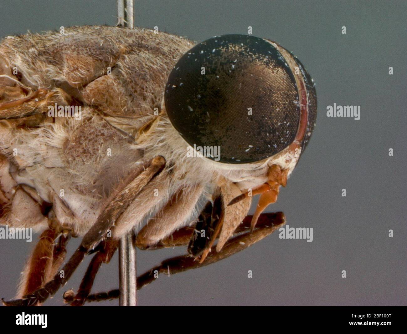 Tabanus wilpattuensis. Diagnosis: Tabanus wilpattuensis n.sp. is closest to T. indiscriminatus Ricardo but can be distinguished from it by larger size, slightly broader frons and callosity, less extensively denuded vertex, longer more slender palpi, paler brownish tibiae apically. Stock Photo