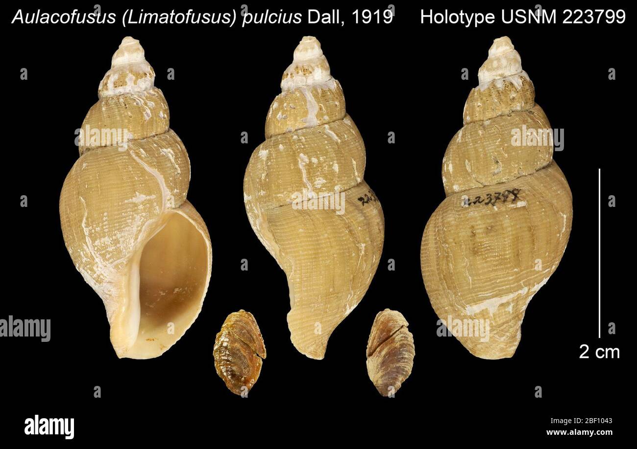 Invertebrate documentation hi-res stock photography and images - Alamy