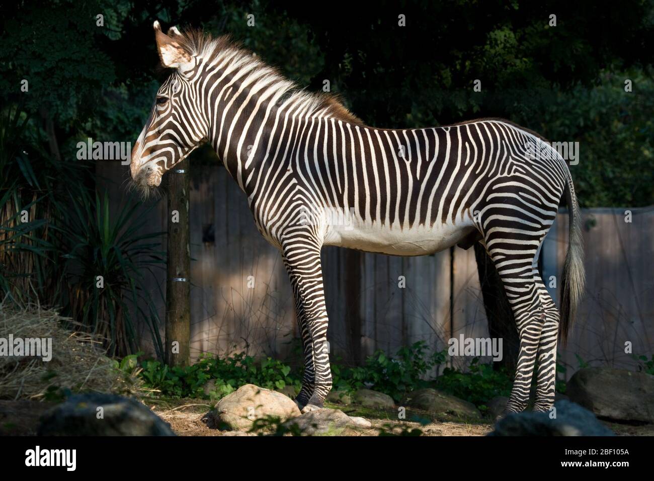Grevys Zebra. Species: grevyi,Genus: Equus,Family: Equidae,Order: Perissodactyla,Class: Mammalia,Phylum: Chordata,Kingdom: Animalia,Grevy's Zebra,Zebra,Ungulate,Odd-toed Ungulate,Moyo,Male Stock Photo