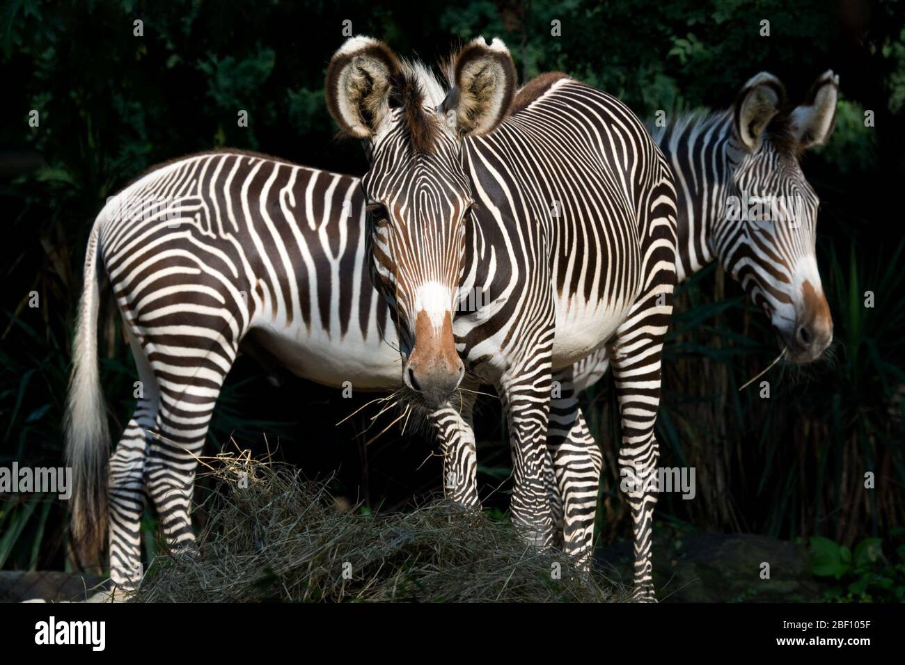 Grevys Zebra. Species: grevyi,Genus: Equus,Family: Equidae,Order: Perissodactyla,Class: Mammalia,Phylum: Chordata,Kingdom: Animalia,Grevy's Zebra,Zebra,Ungulate,Odd-toed Ungulate,Moyo,Domo,male Stock Photo
