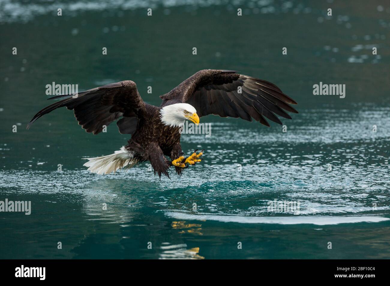 Bald eagle fishing in Alaska Stock Photo