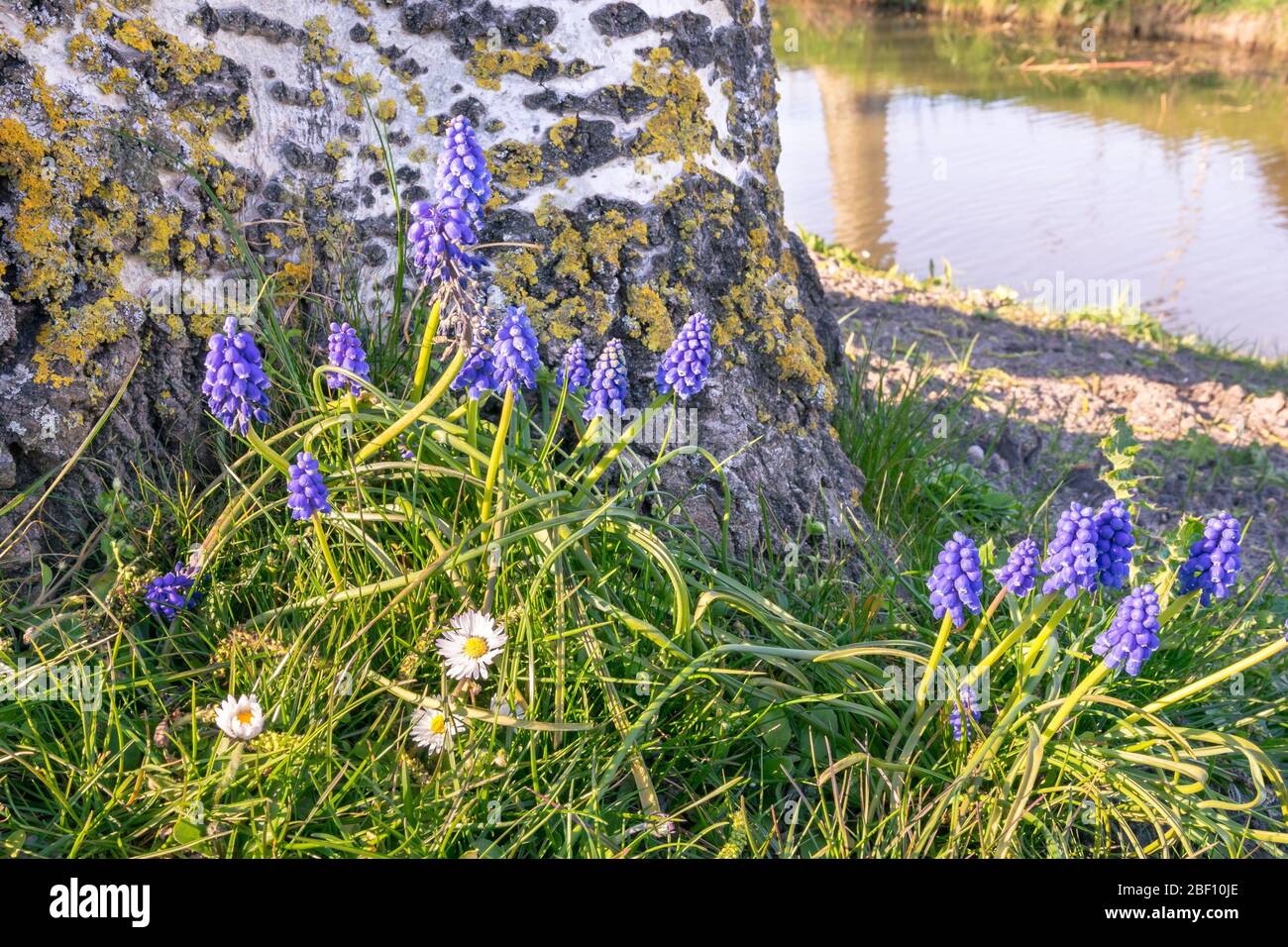 Hyacinth tree hires stock photography and images Alamy