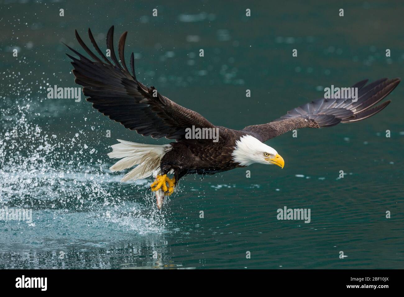 Bald eagle fishing in Alaska Stock Photo