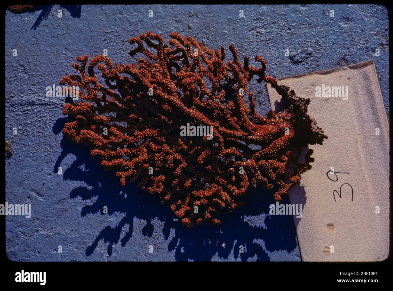 Muricea hires stock photography and images Alamy