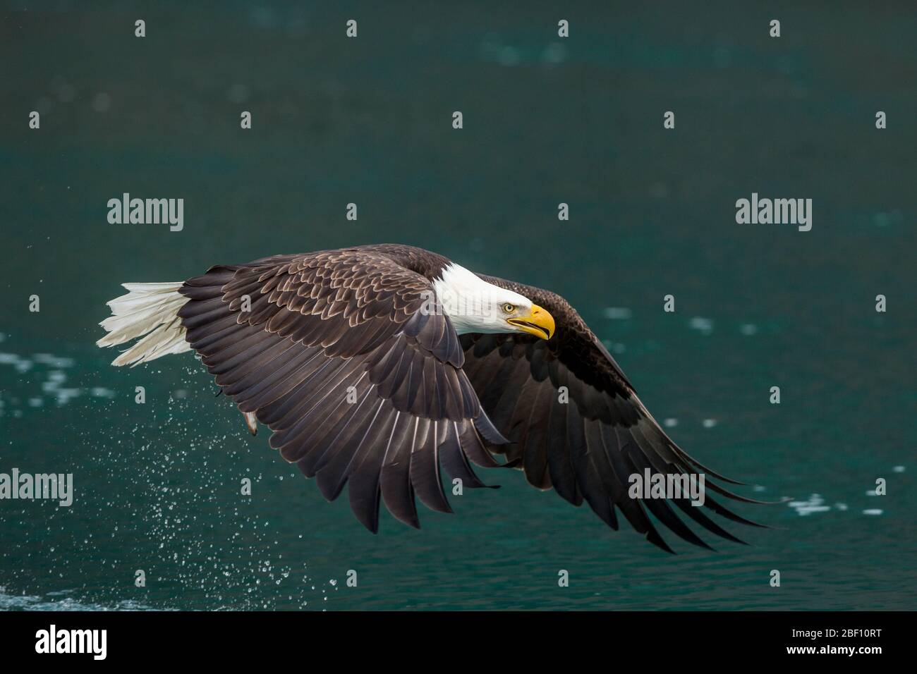Bald eagle in Alaska Stock Photo - Alamy