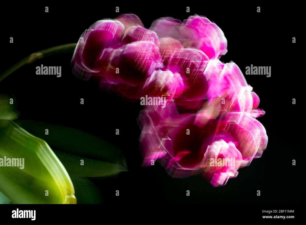 Blurred orchid plant with purple flowers on black background Stock Photo
