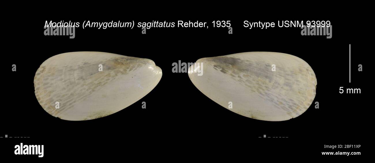 Modiolus Amygdalum sagittatus. 20 Jan 201624002 Stock Photo