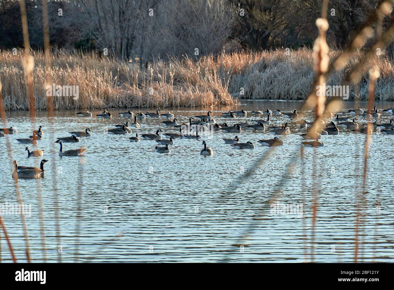 Canadian Geese swimming in a pond with Cattails as a background. Winter in Texas Stock Photo