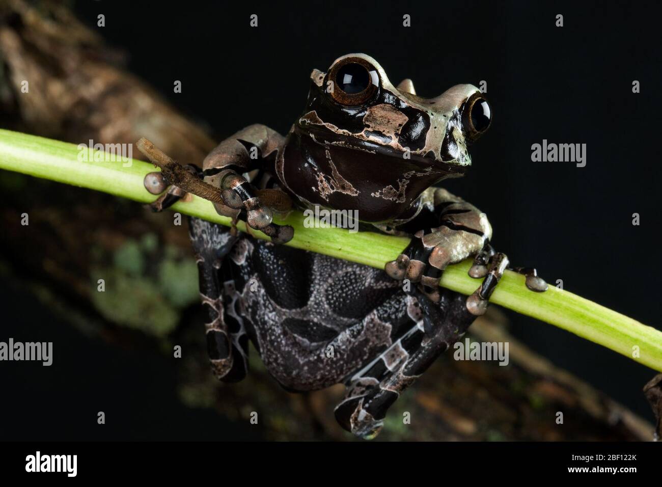 Class amphibia hi-res stock photography and images - Alamy