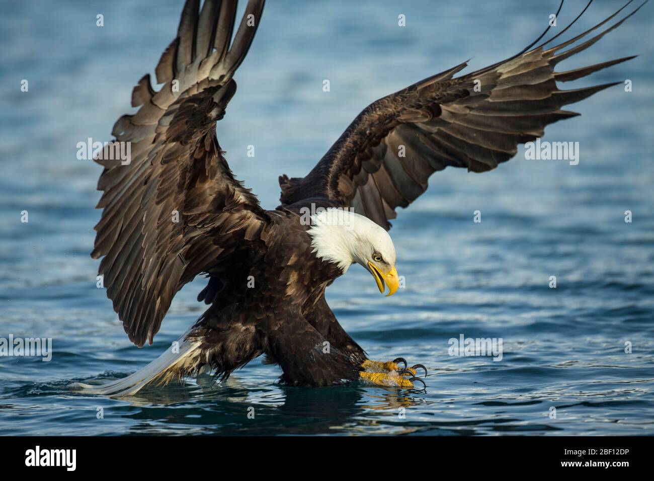 Bald eagle in Alaska Stock Photo