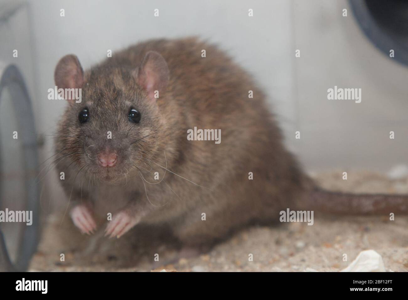 Norway Rat. Species: norvegicus,Genus: Rattus,Family: Muridae,Order: Rodentia,Class: Mammalia,Phylum: Chordata,Kingdom: Animalia,Norway Rat,Brown Rat,Rodent,Think Tank Stock Photo
