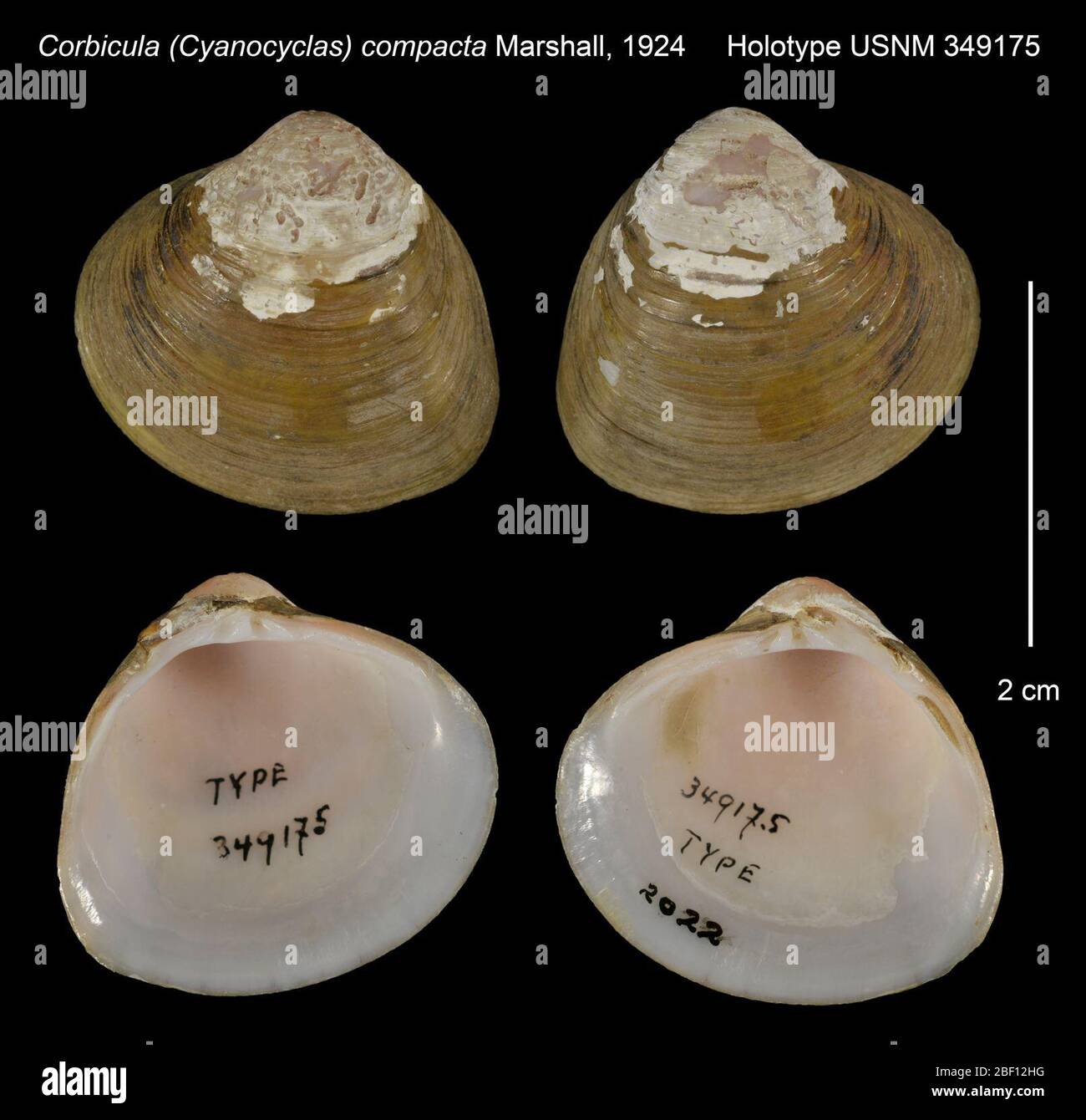 Corbicula Cyanocyclas compacta. 20 Jan 20162 Stock Photo