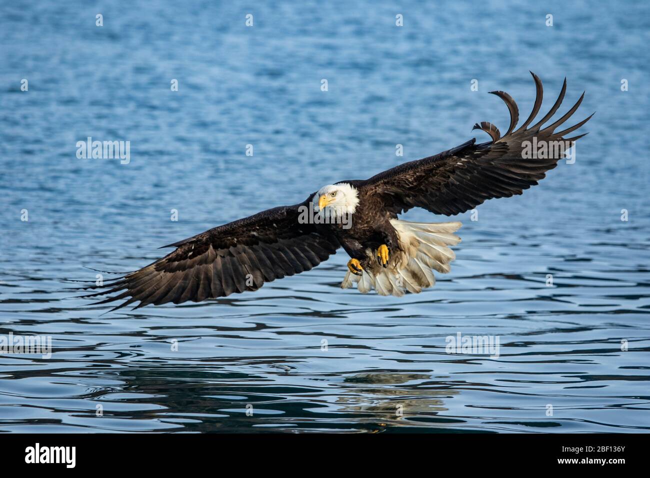 Bald Eagle fishing in Alaska Stock Photo