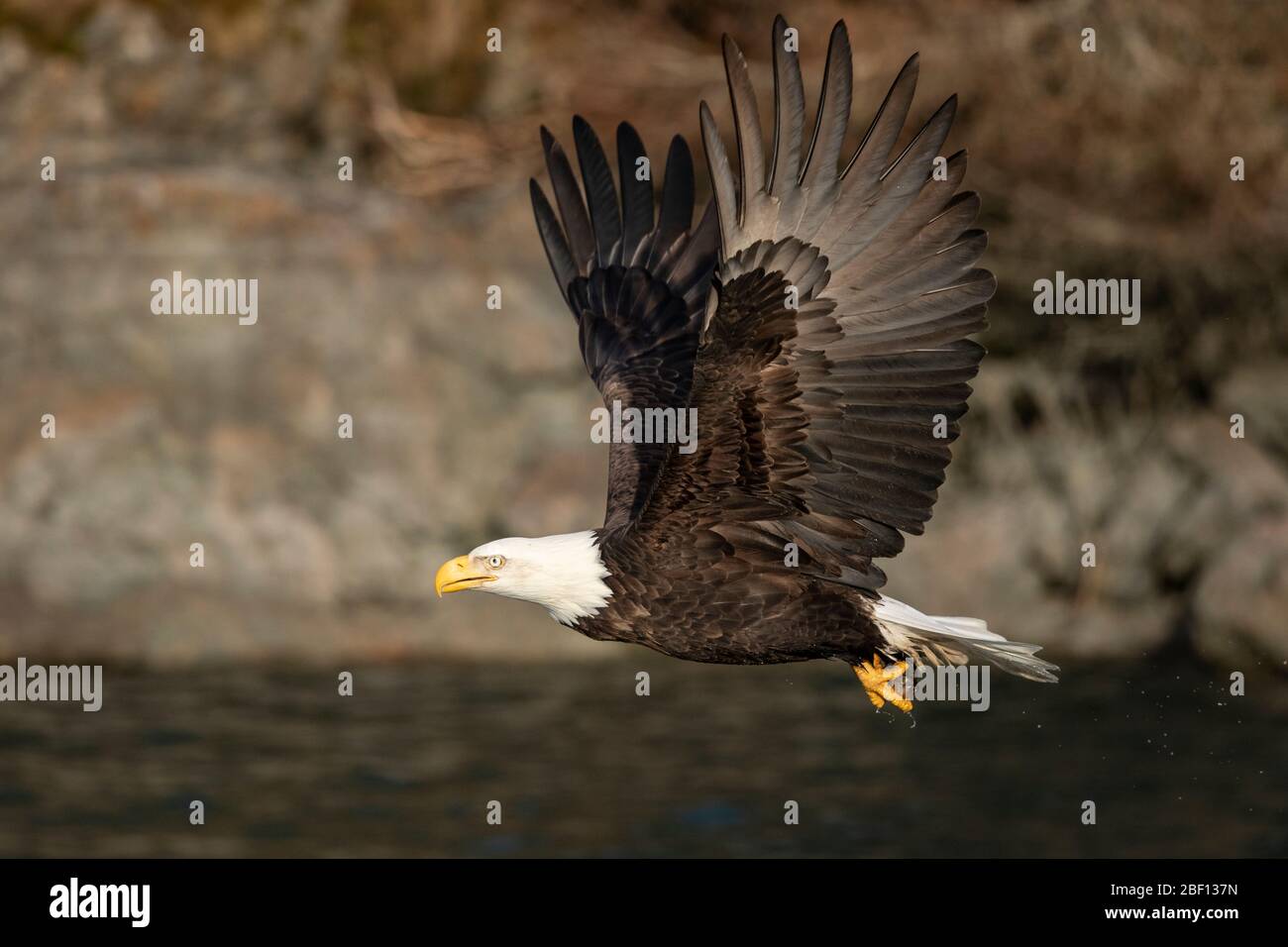 Bald eagle in flight Stock Photo