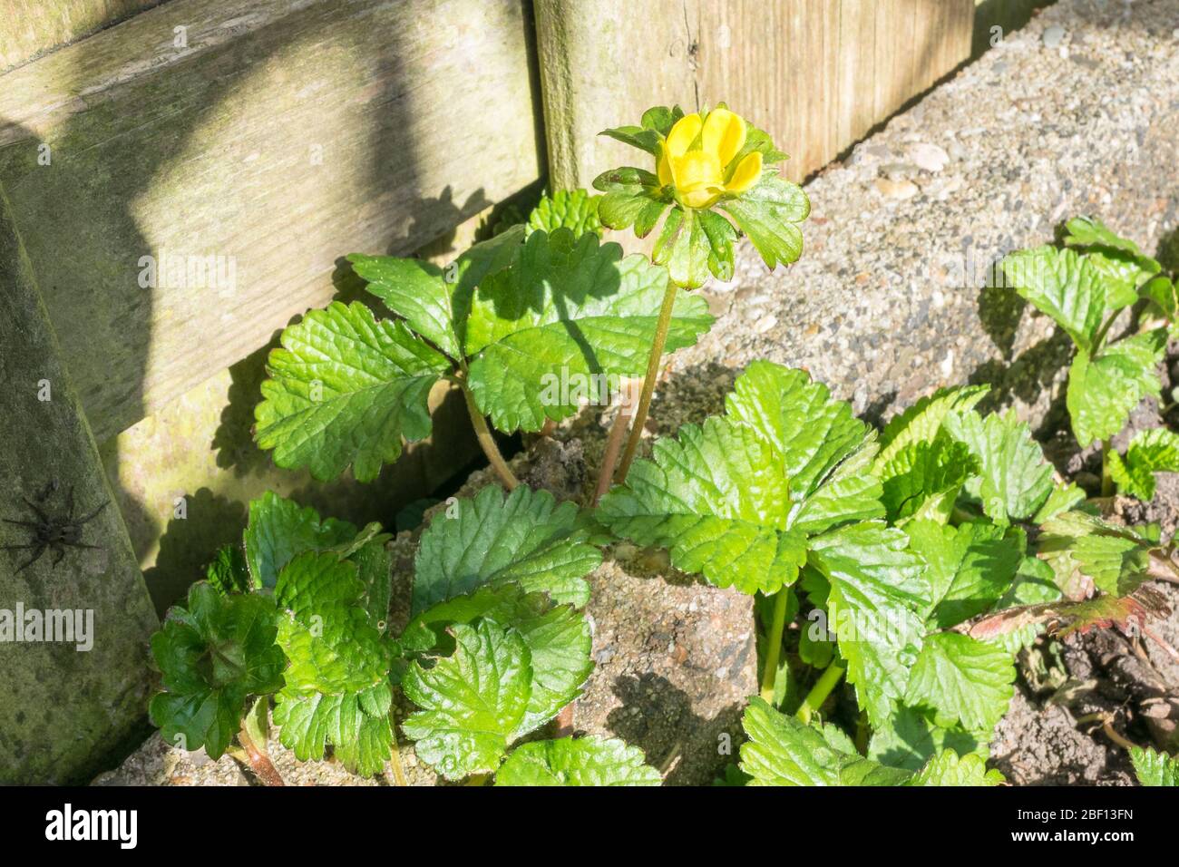 Mock strawberry or false strawberry (latin name: Duchesnea indica, sometimes called Potentilla indica) with bright yellow flower in spring Stock Photo