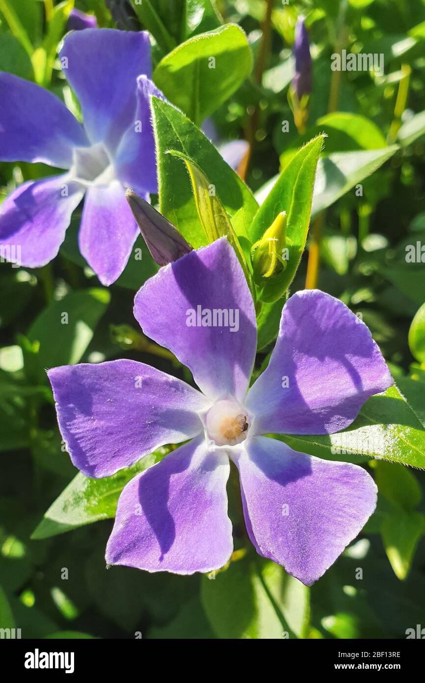 Vibrant lila or violet flowers of herbaceous periwinkle (Vinca herbacea) Stock Photo