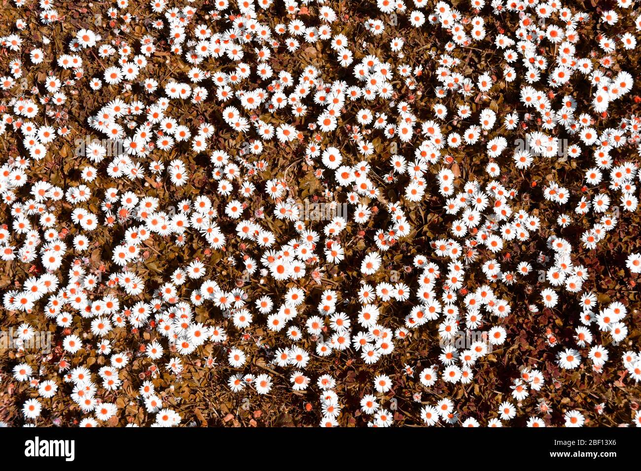 Abstract background image created by artificial colour manipulation of patch of daises in a lawn with white daisy flowers heads orange dots & grass UK Stock Photo