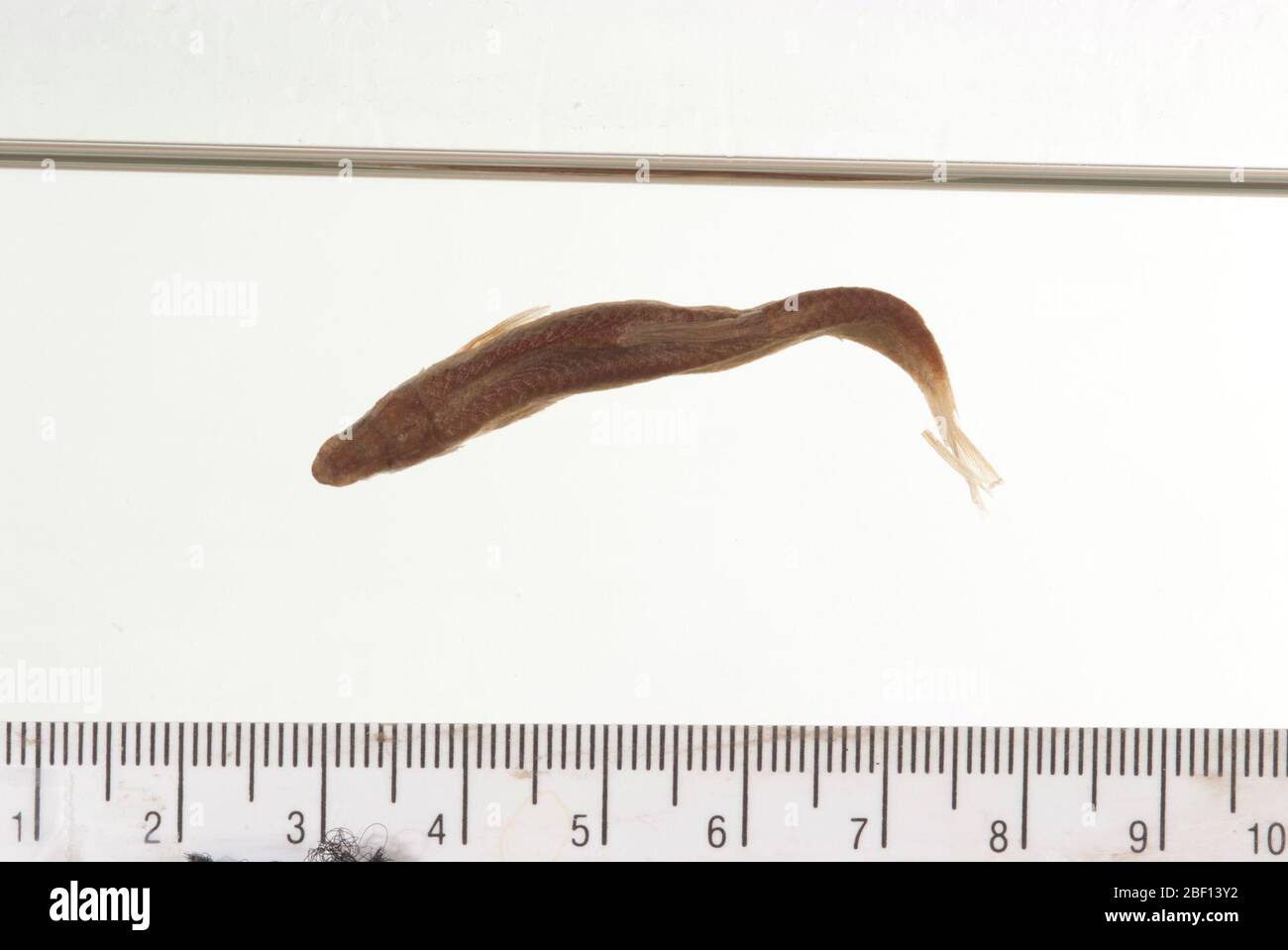 Dionda hires stock photography and images Alamy