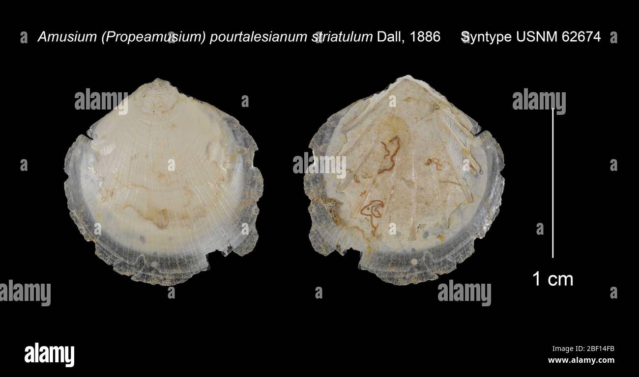 Amusium Propeamusium pourtalesianum var striatulum. 15 May 20172261 Stock Photo