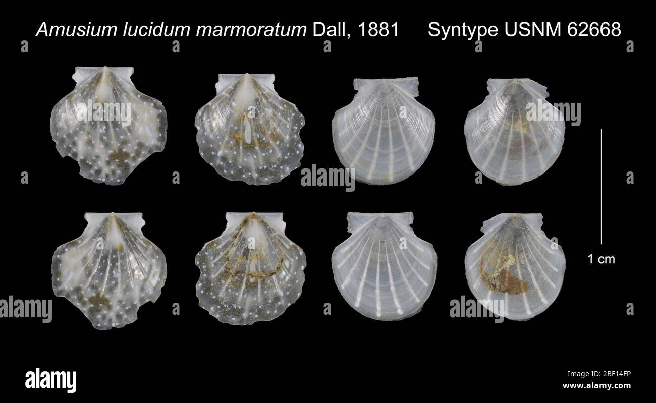 Amusium lucidum marmoratum. Specimen flagged in Mollusks General Collection as to its location in the Type Collection. Three USNM labels found with lot, one label states Syntype.12 May 20171772 Stock Photo