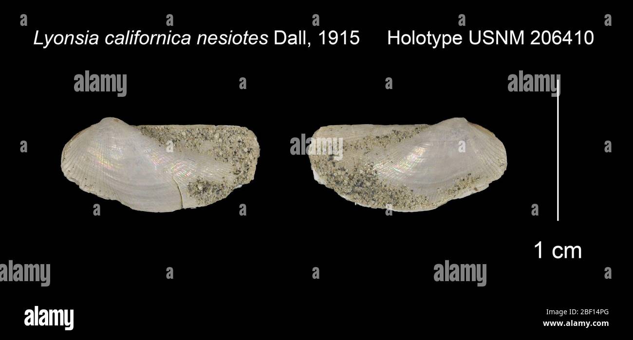 Lyonsia californica nesiotes. 20 Jan 201629332 Stock Photo