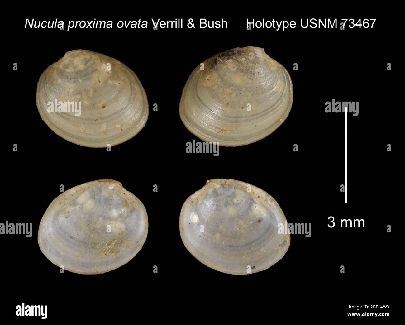 Nucula shell hi-res stock photography and images - Alamy