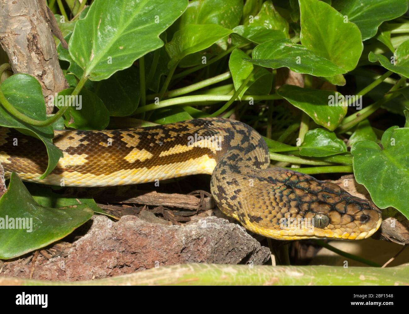 Timor Python. Species: timoriensis,Genus: Python,Family: Pythonidae,Order: Squamata,Class: Reptilia,Phylum: Chordata,Kingdom: Animalia,reptile,snake,Reptile house,horizontal Stock Photo