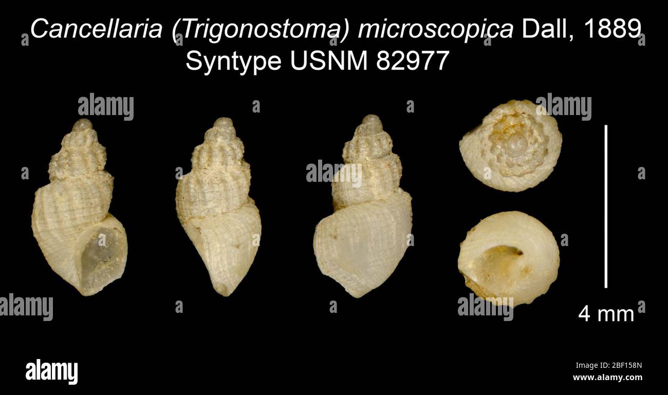 Cancellaria Trigonostoma microscopica. 20 Jan 20161 Stock Photo