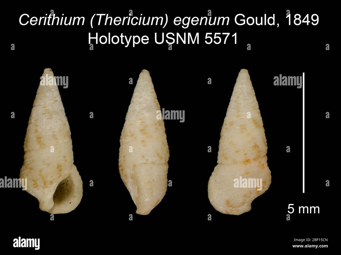 Cerithium Thericium egenum. 20 Jan 20161 Stock Photo