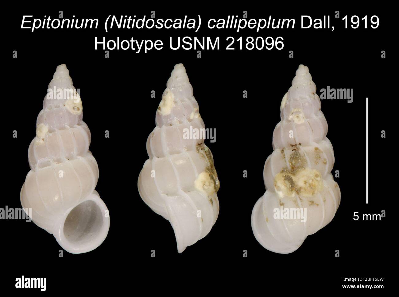 Epitonium Nitidoscala callipeplum. 20 Jan 20161 Stock Photo