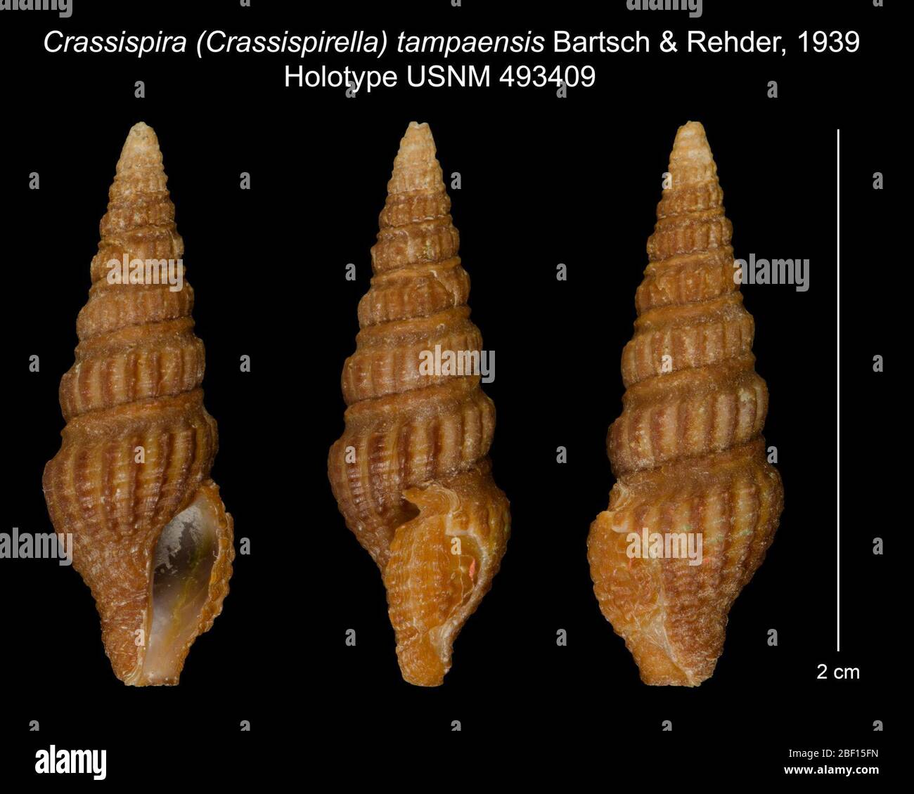 Crassispira Crassispirella tampaensis. 20 Jan 20161 Stock Photo