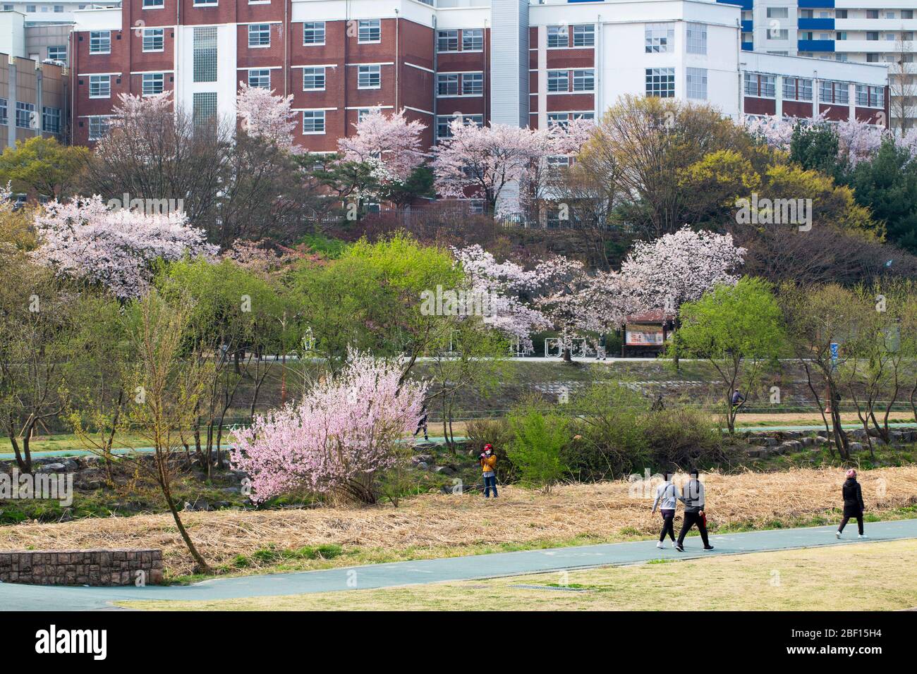 people are enjoying a walk in Tancheon riverside in spring, Seongnam-si, Korea- 11 Apr 2020 Stock Photo