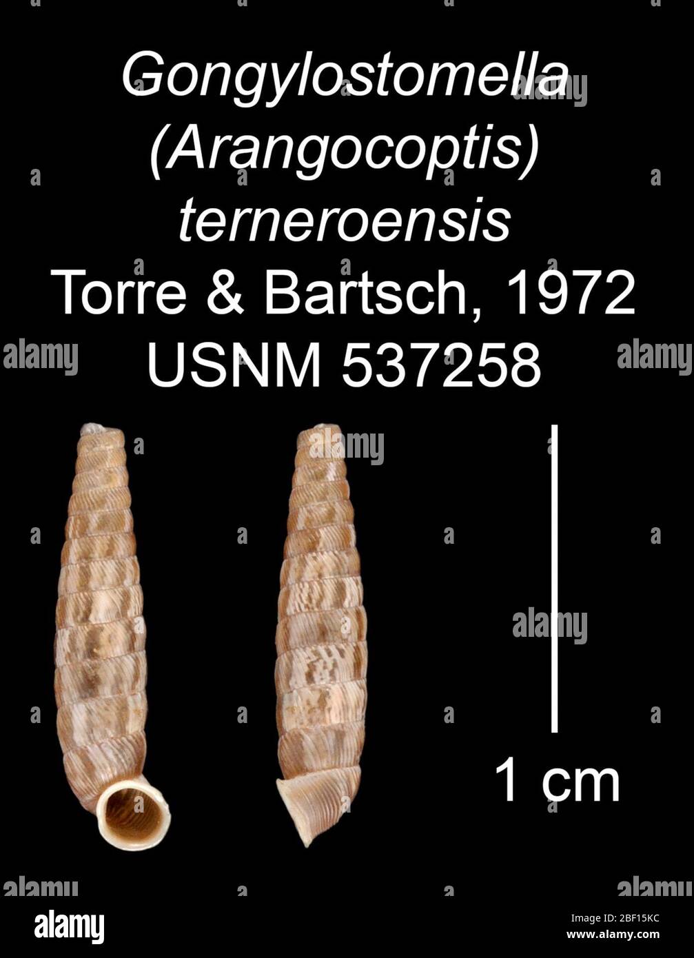 Gongylostomella Arangocoptis terneroensis. 20 Jan 20161 Stock Photo