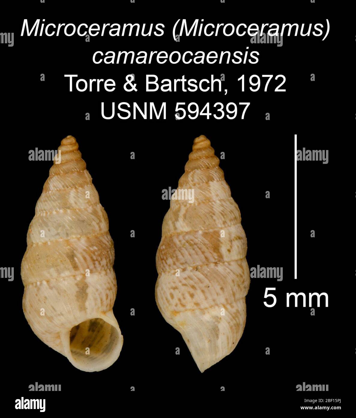 Microceramus Microceramus camareocaensis. 20 Jan 20161 Stock Photo