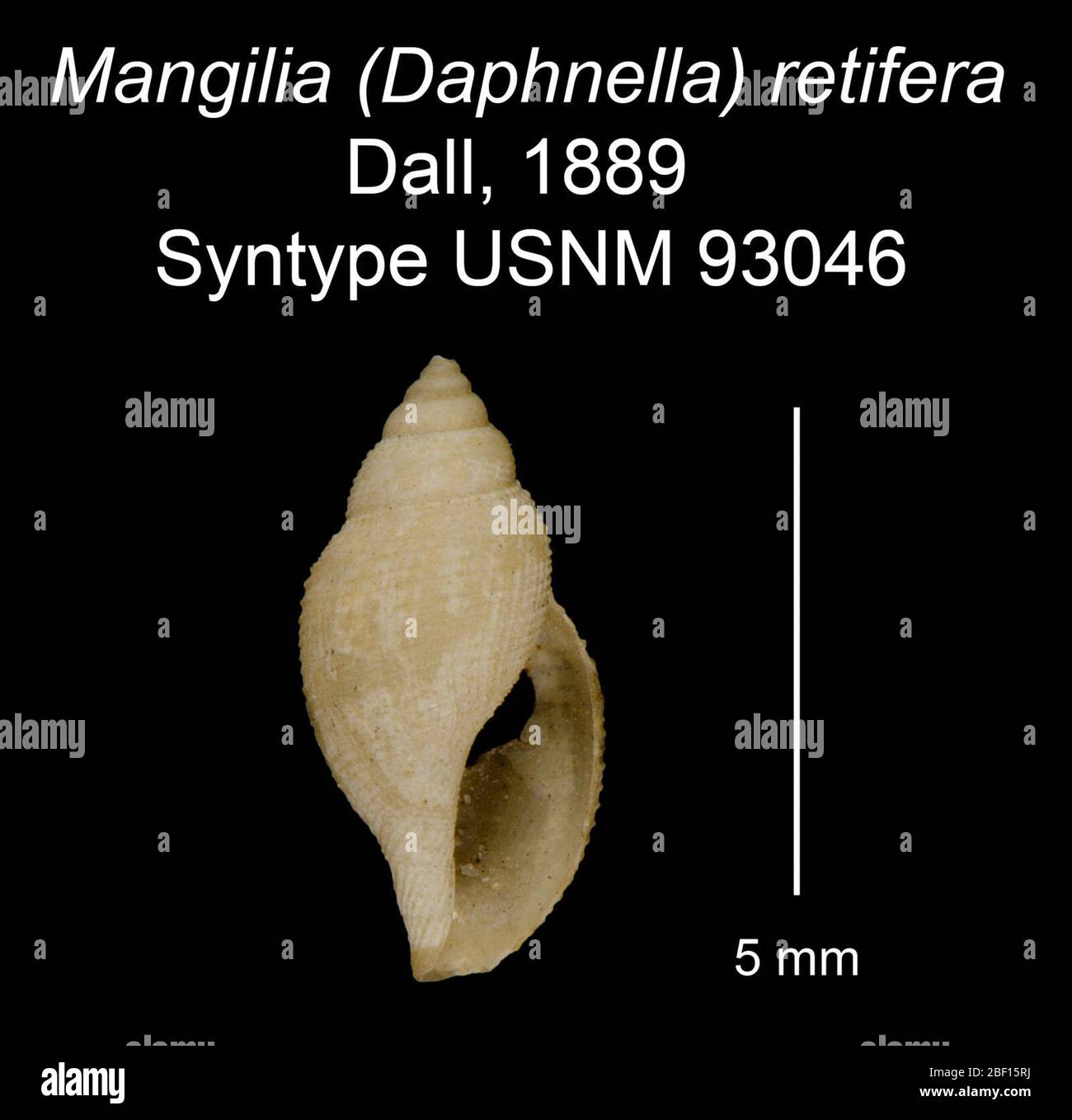 Mangilia Daphnella retifera. 20 Jan 201625961 Stock Photo